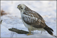 Egerészölyv (Buteo Buteo)