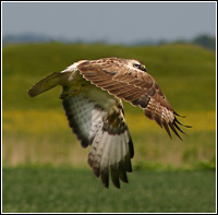 Egerészölyv az Év Madara 2012