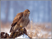 Egerészölyv (Buteo Buteo) az Év Madara 2012