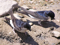 Molnárfecske az év madara 2010. évben