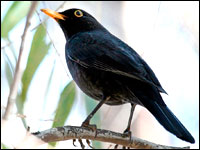 A feketerigó
