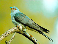 A kakukk
