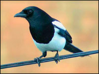 A szarka