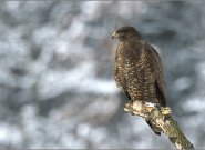 Egerészölyv (Buteo Buteo) az Év Madara 2012